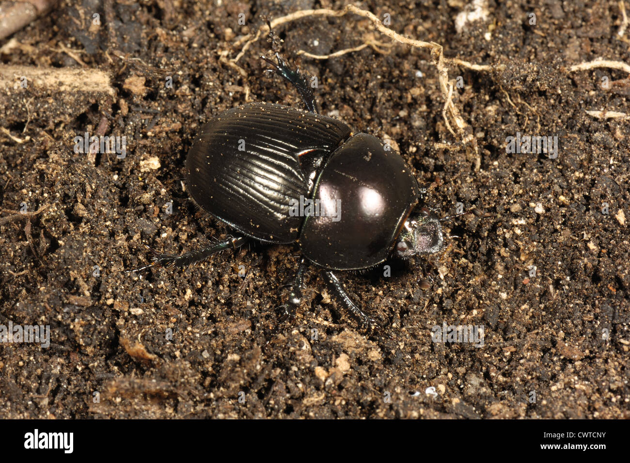 Dung oder Dor Käfer oder lausige Wächter (Geotrupes Stercoreus) am ...