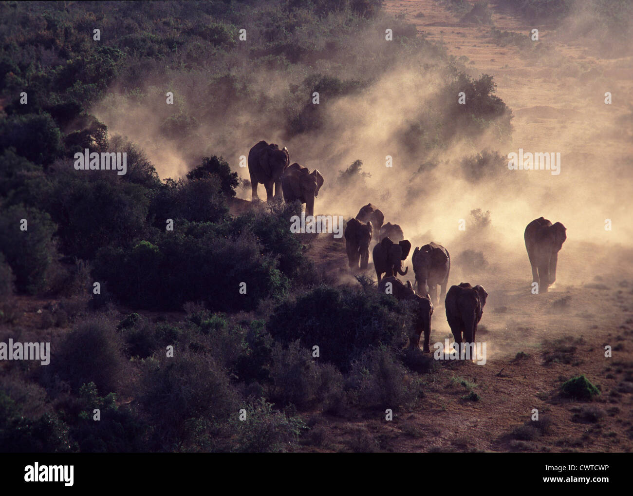ELEFANTEN KOMMEN ZU WASSER AM ABEND AN EINEM HEIßEN TAG, PARK ADDO ELEPHANT SÜDAFRIKA Stockfoto