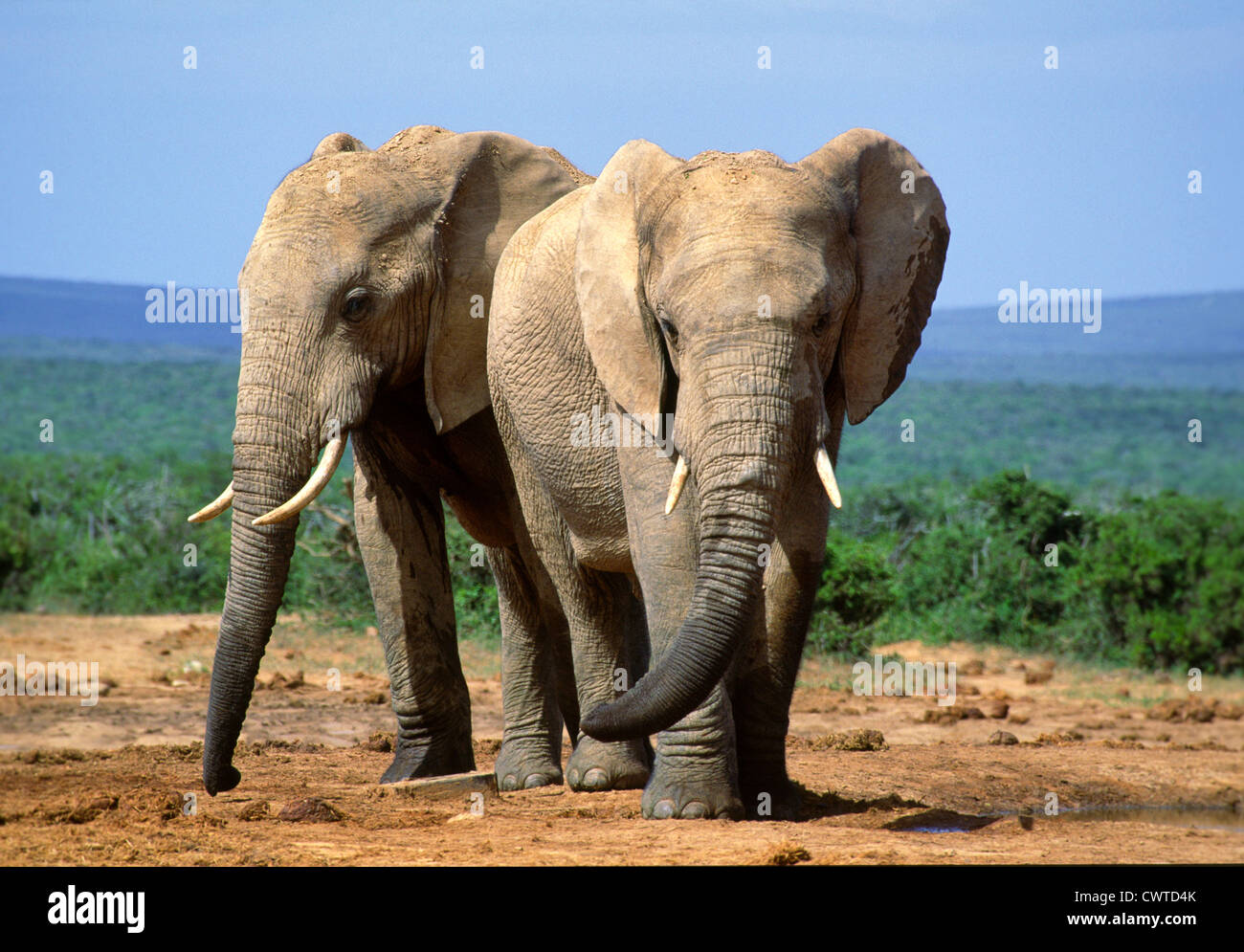 ELEFANTEN IM ADDO ELEPHANT PARK EAST CAPE SÜDAFRIKA Stockfoto