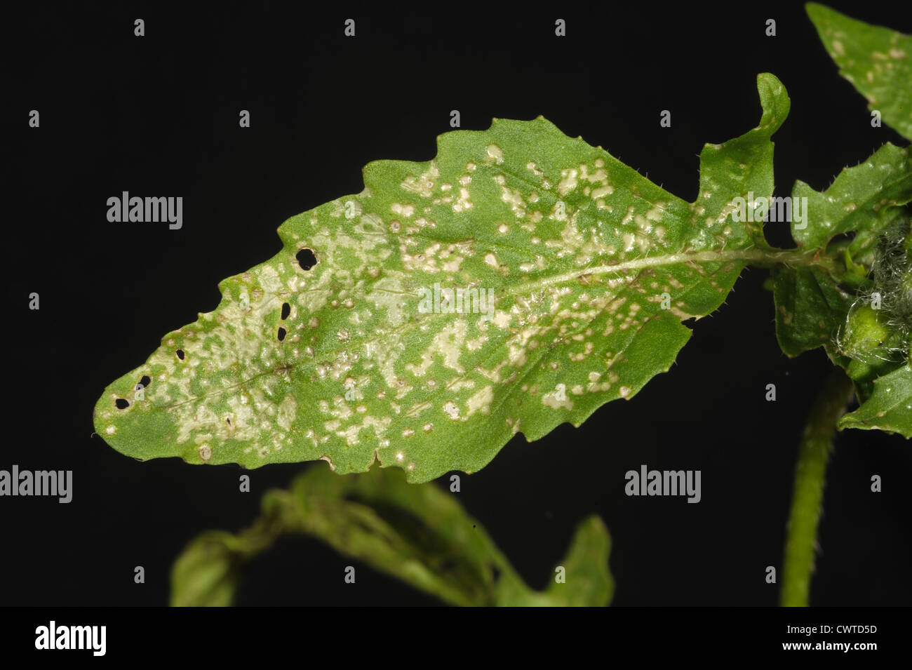 Thripse Schäden an die Blätter der Blüte Rakete Stockfoto