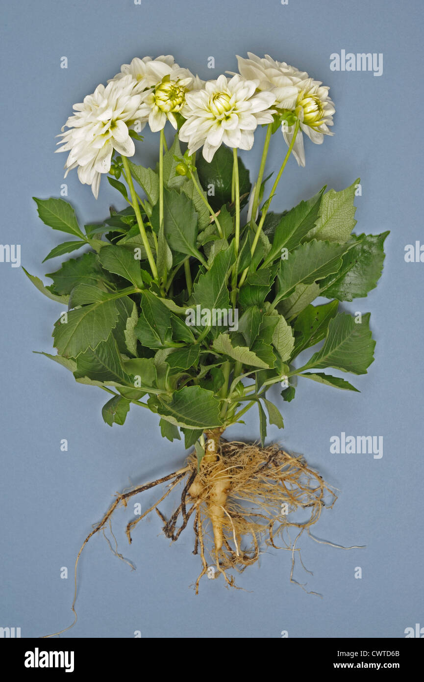 Blume mit wurzeln -Fotos und -Bildmaterial in hoher Auflösung – Alamy