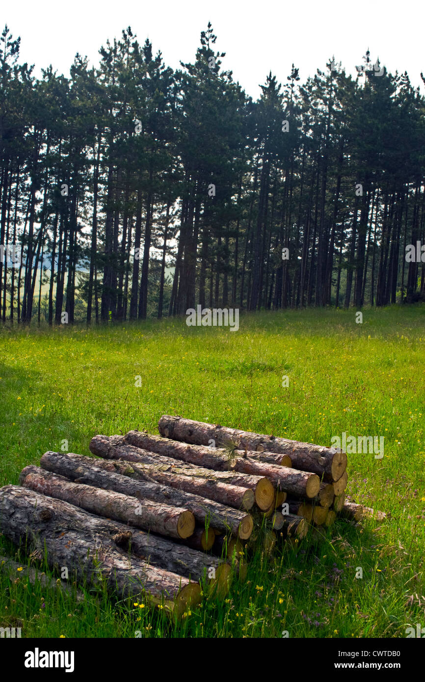 einige schneiden Baumstämme auf dem Boden eines Waldes Stockfoto