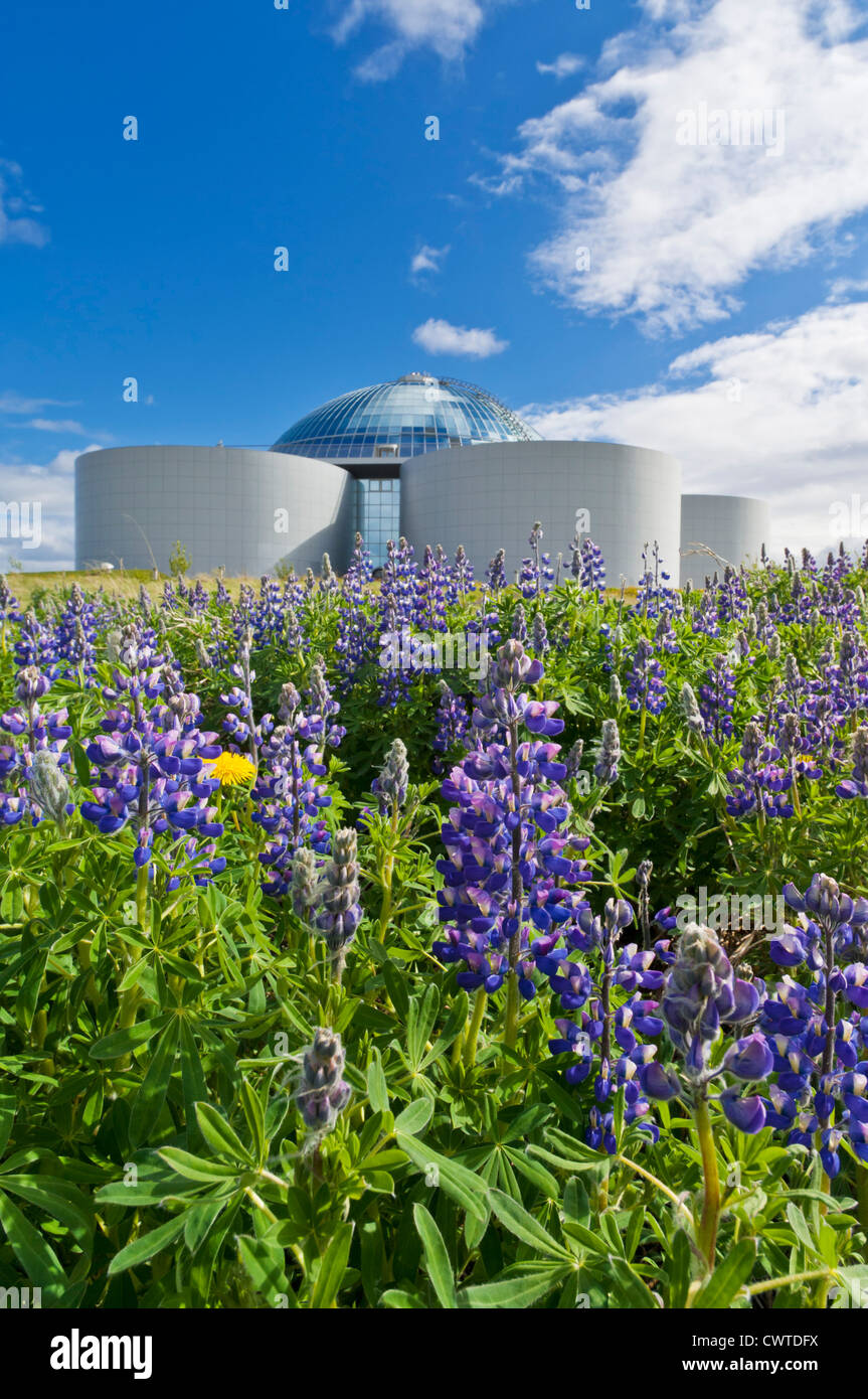 Lupinen wachsen wild außerhalb der Perlan Pearl heißes Wasser Tank Lager Reykjavik Island EU Europa Stockfoto