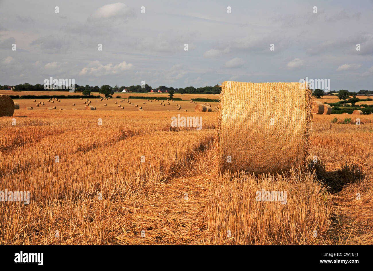 Ein Blick auf abgeernteten Feldern mit Strohballen in South Norfolk am Forncett, Norfolk, England, Vereinigtes Königreich. Stockfoto