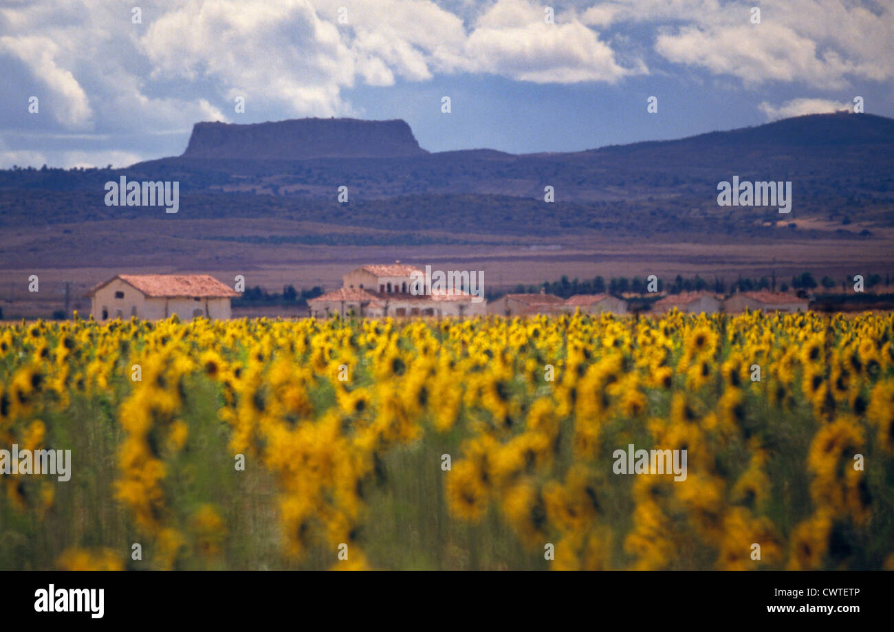 Feld von Sonnenblumen schimmern in der Hitze Dunst auf die hohe Meseta de La Mancha, Spanien. Stockfoto