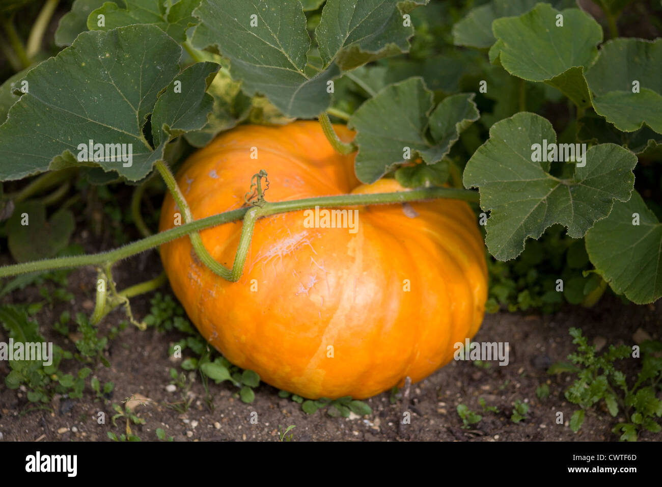 Pumpkin Patch Kürbis Cucurbita Pepo Cucurbita Mixta Cucurbita Maxima, Cucurbita moschata Stockfoto