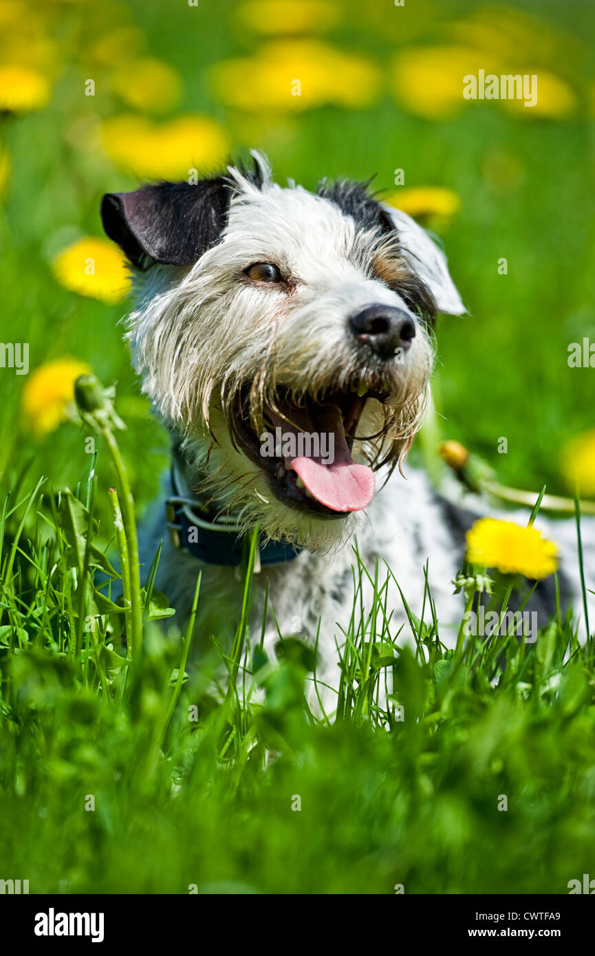 Hund in der Wiese liegend Stockfoto