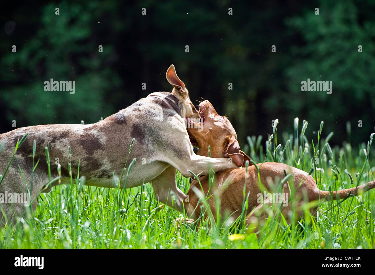 Zwei Hunde spielen auf Wiese Stockfoto