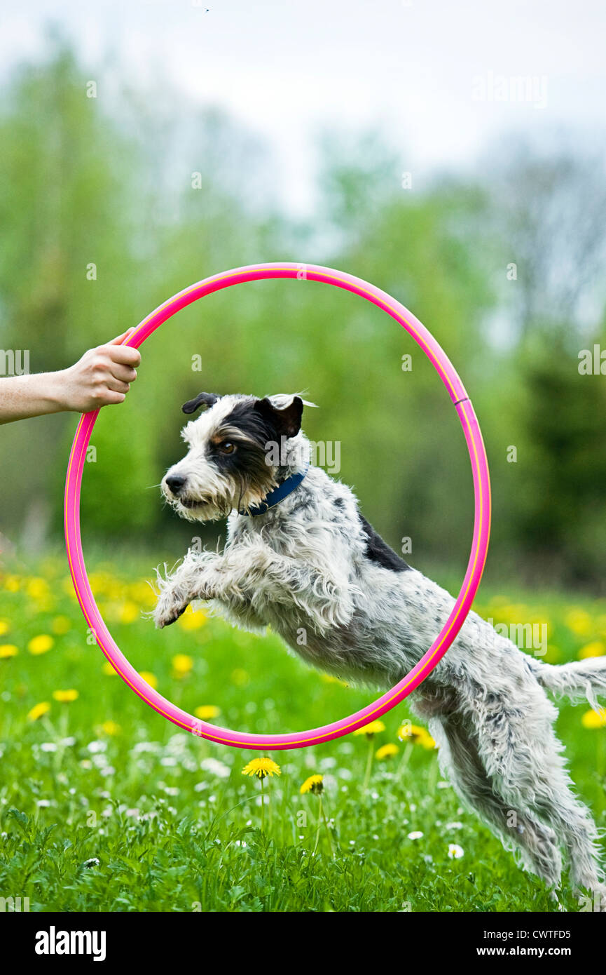 Hund durch Reifen springen Stockfoto, Bild 50326113 Alamy