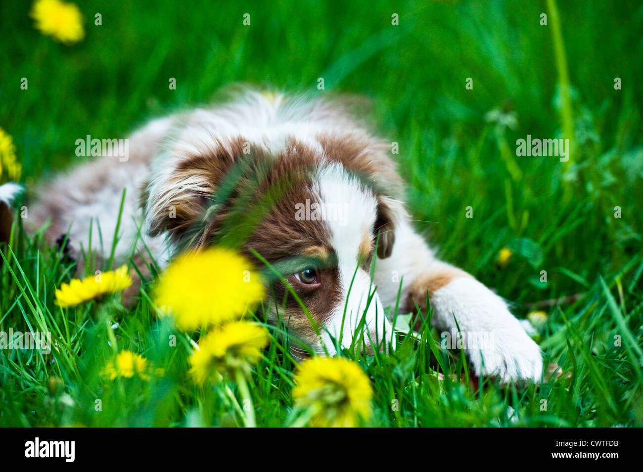 Hund in der Wiese liegend Stockfoto