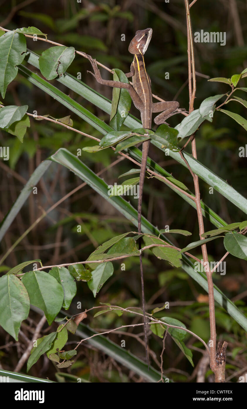 Brauner Basilisk oder gestreiften Basilisk - in der Nähe von Basiliskos Vittatus am Jardin Botanico Puerto Morelos, Mexiko Stockfoto