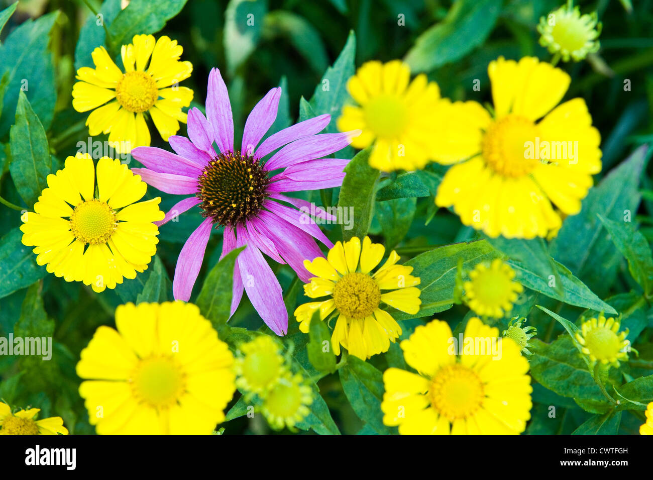 . Eine lila Blume in unter einer Gruppe von gelben irgendjemandes. Stockfoto