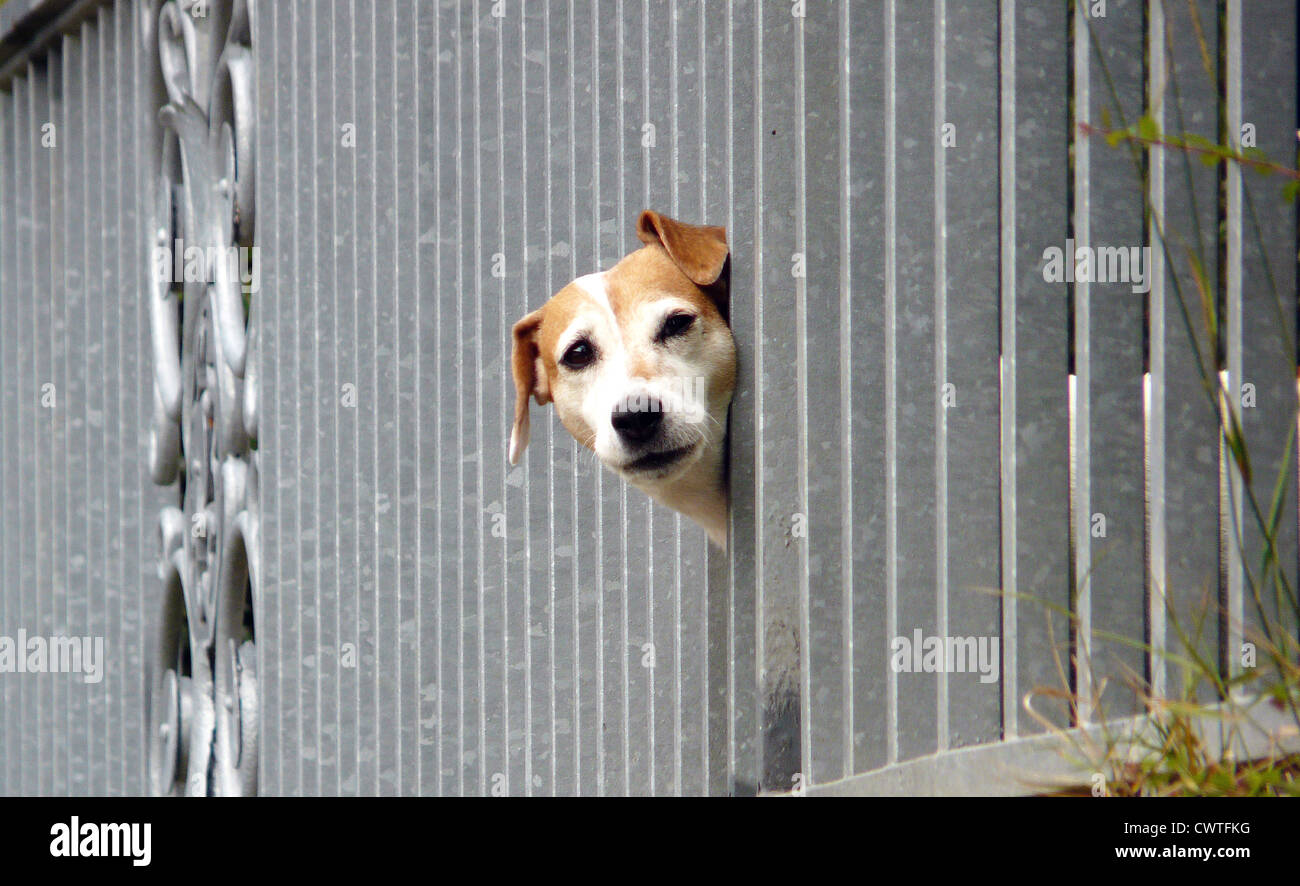 Blick durch den Zaun Hund Stockfoto