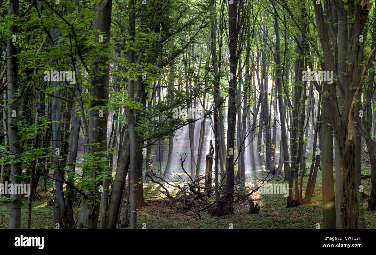 Lichtstrahl fällt in Wald Stockfoto