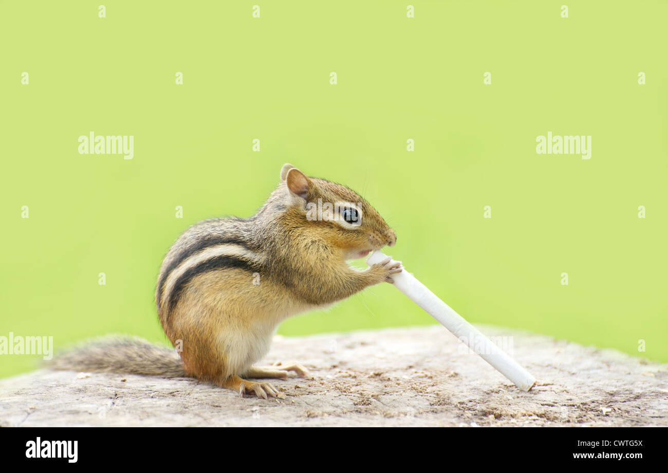 Lustiges Bild von einem kleinen Chipmunk hält eine Zigarette. Stockfoto