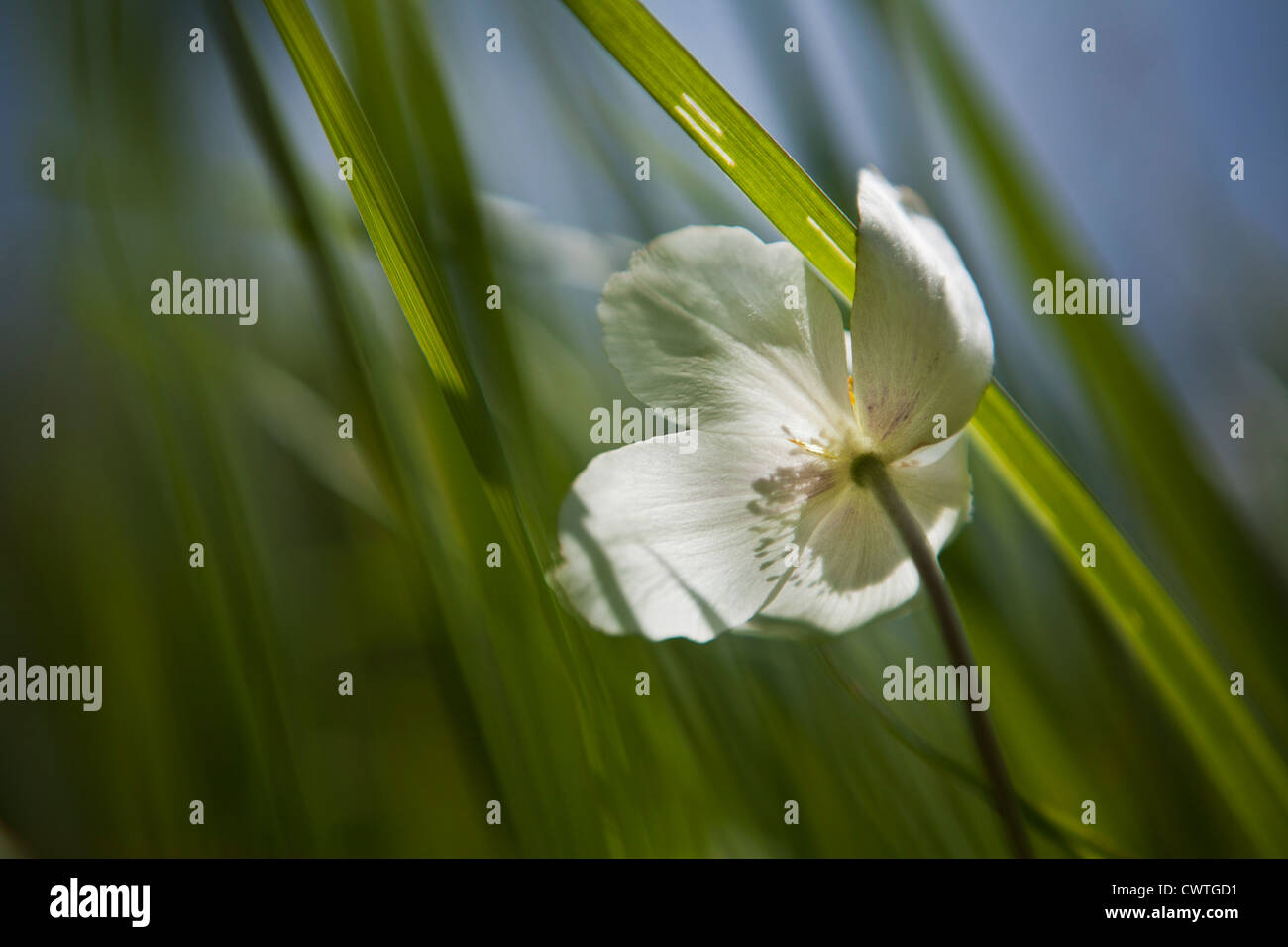 Schneeglöckchen-anemone Stockfoto
