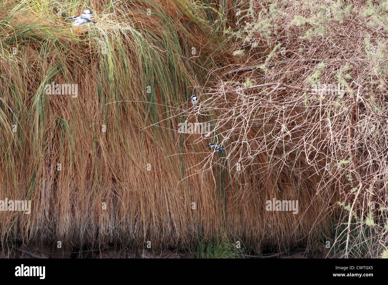 Anglerstätten im Flug unter den Gräsern des Nil Nature Preserve in Assuan, Ägypten Stockfoto