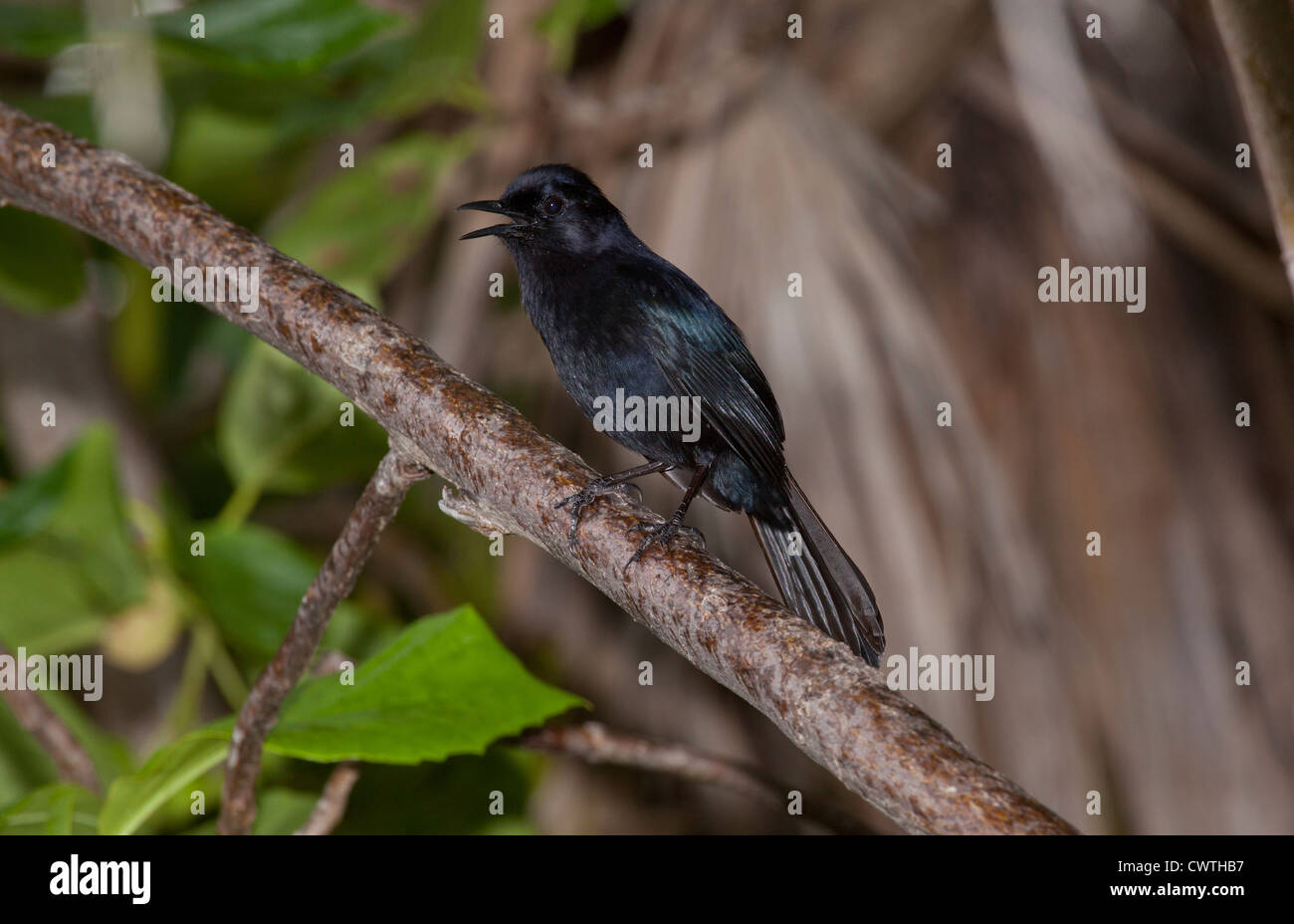 Melodiöse Blackbird - Tauchgänge Tauchgänge, singen bei Ruinas Del Rey, Cancun, Mexiko Stockfoto