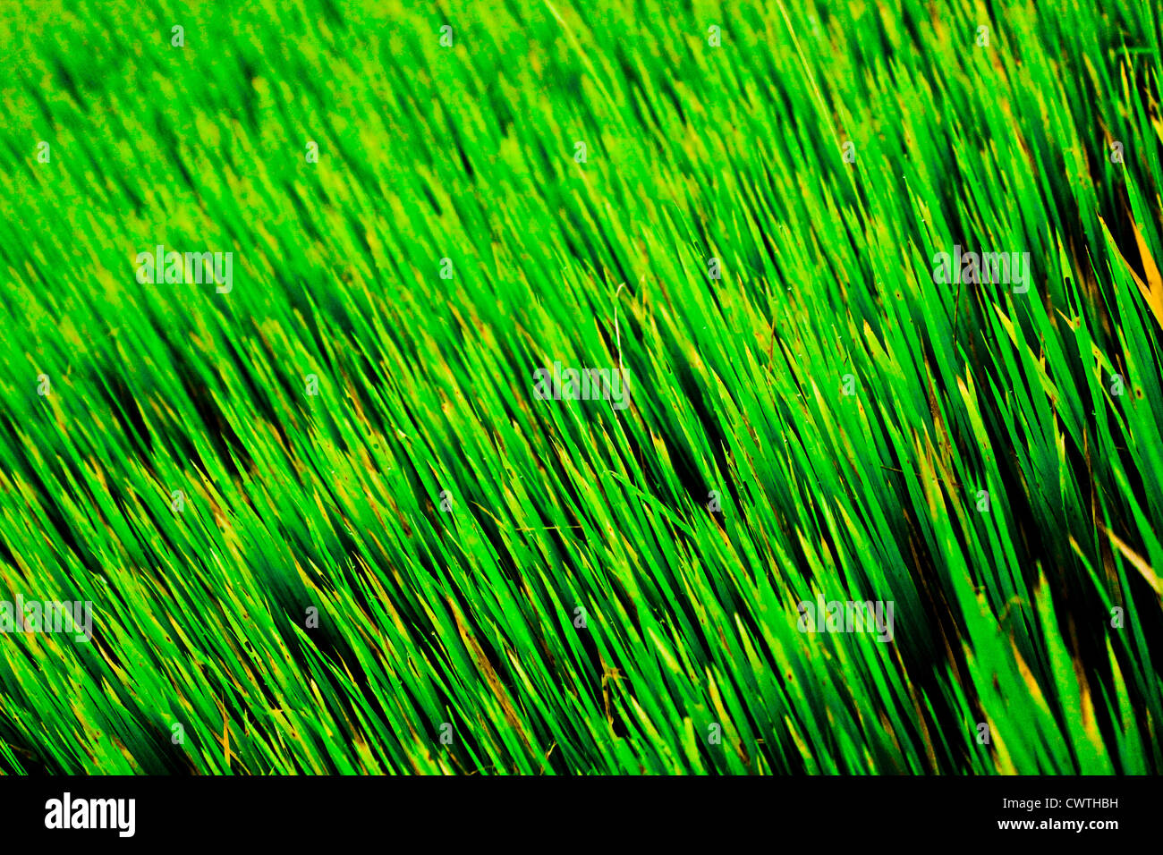 Grüne Reisfelder Stockfoto