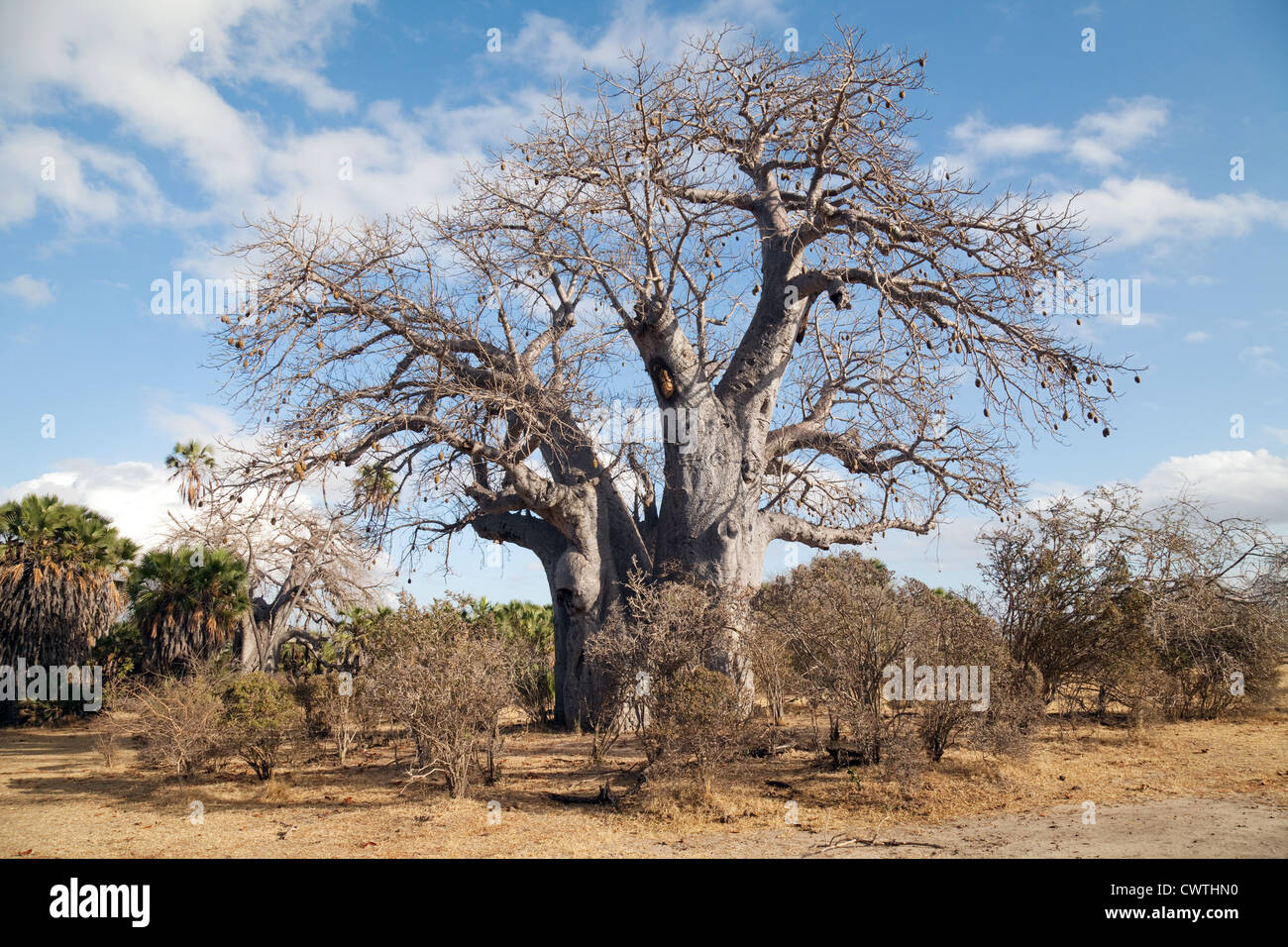 Afrikanische Baobab-Baum (Adansonia Digitata), das Selous Game Reserve, Tansania Afrika Stockfoto