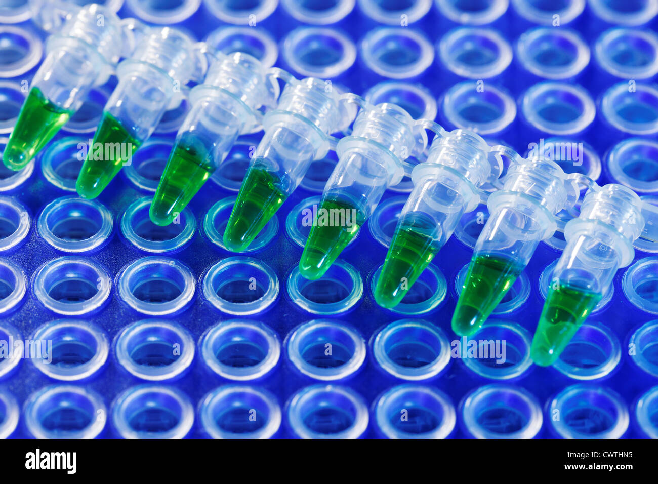 PCR-Streifen und Multiwell für die Sequenzierung der DNA-Sequenz Stockfoto