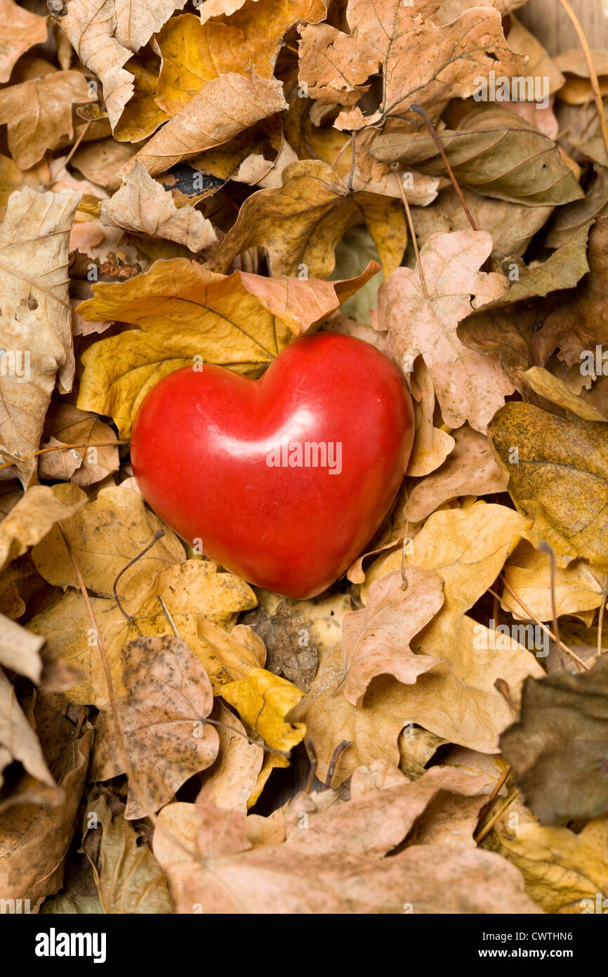 Herz unter Herbstlaub Stockfoto
