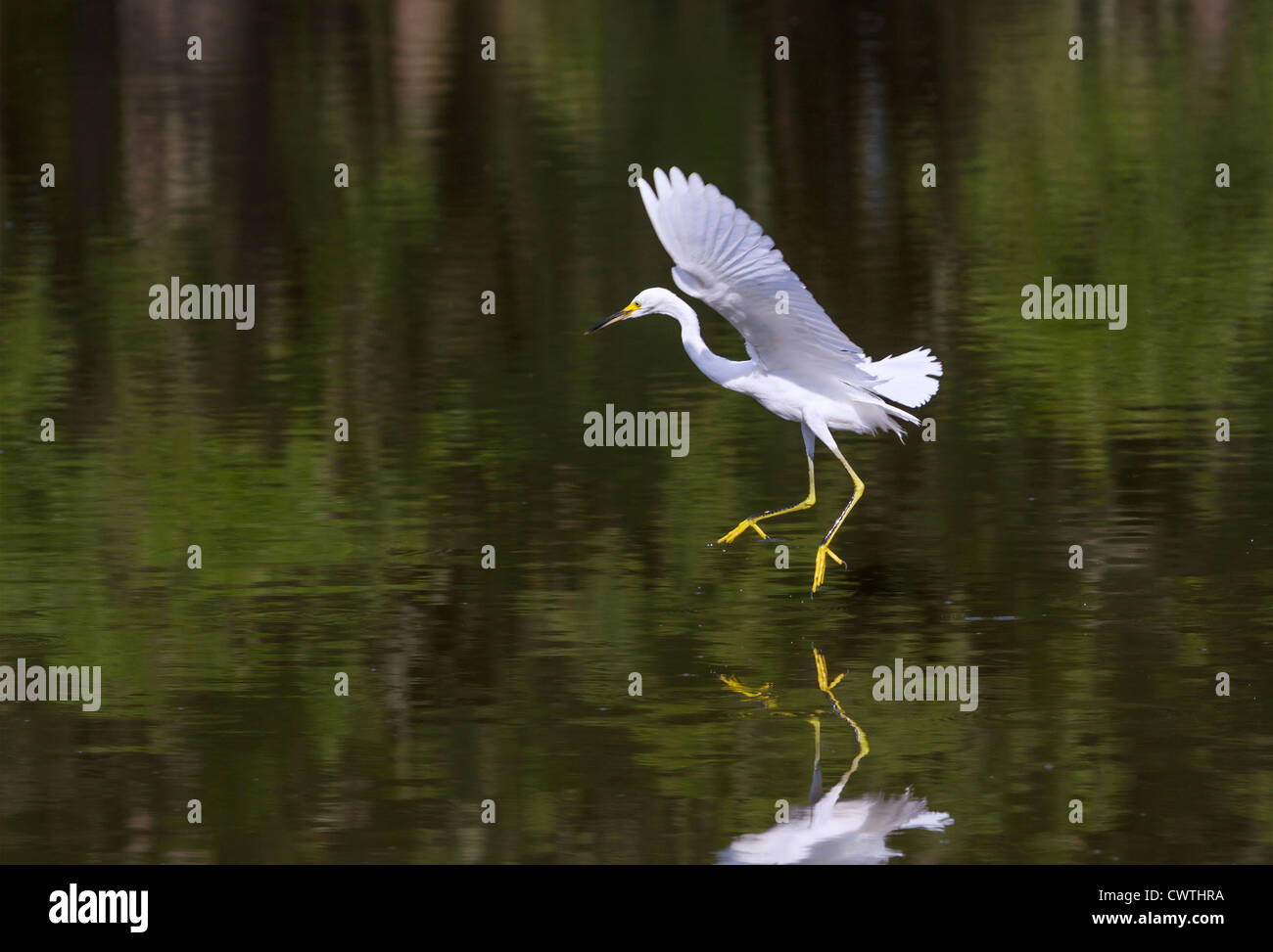 Snowy Silberreiher (Egretta unaufger) tanzen auf dem Wasser (South Carolina, USA). Stockfoto