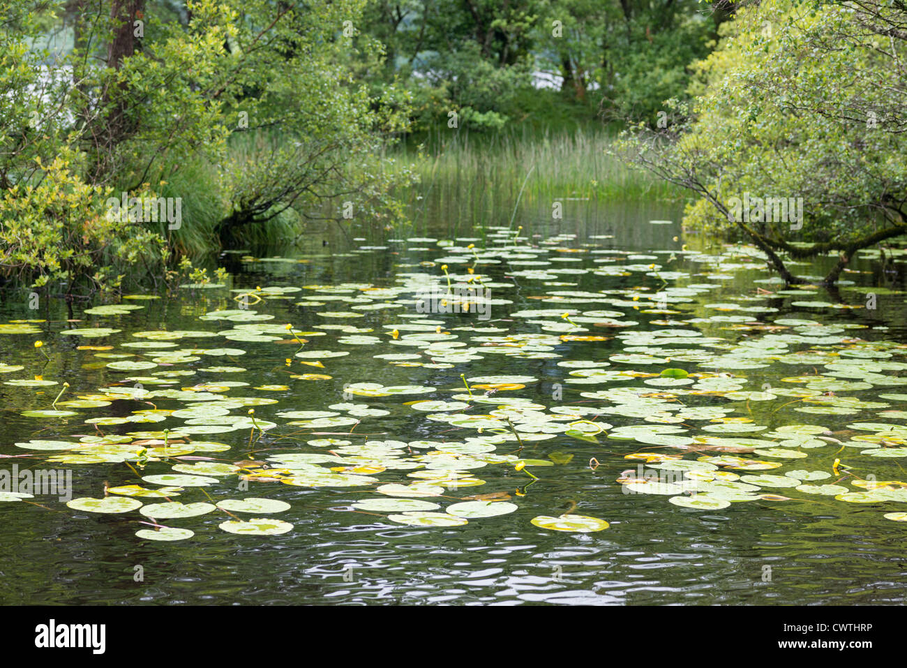 Lilly-Pads auf Lough Leane, Killarney National Park, County Kerry, Irland. Stockfoto