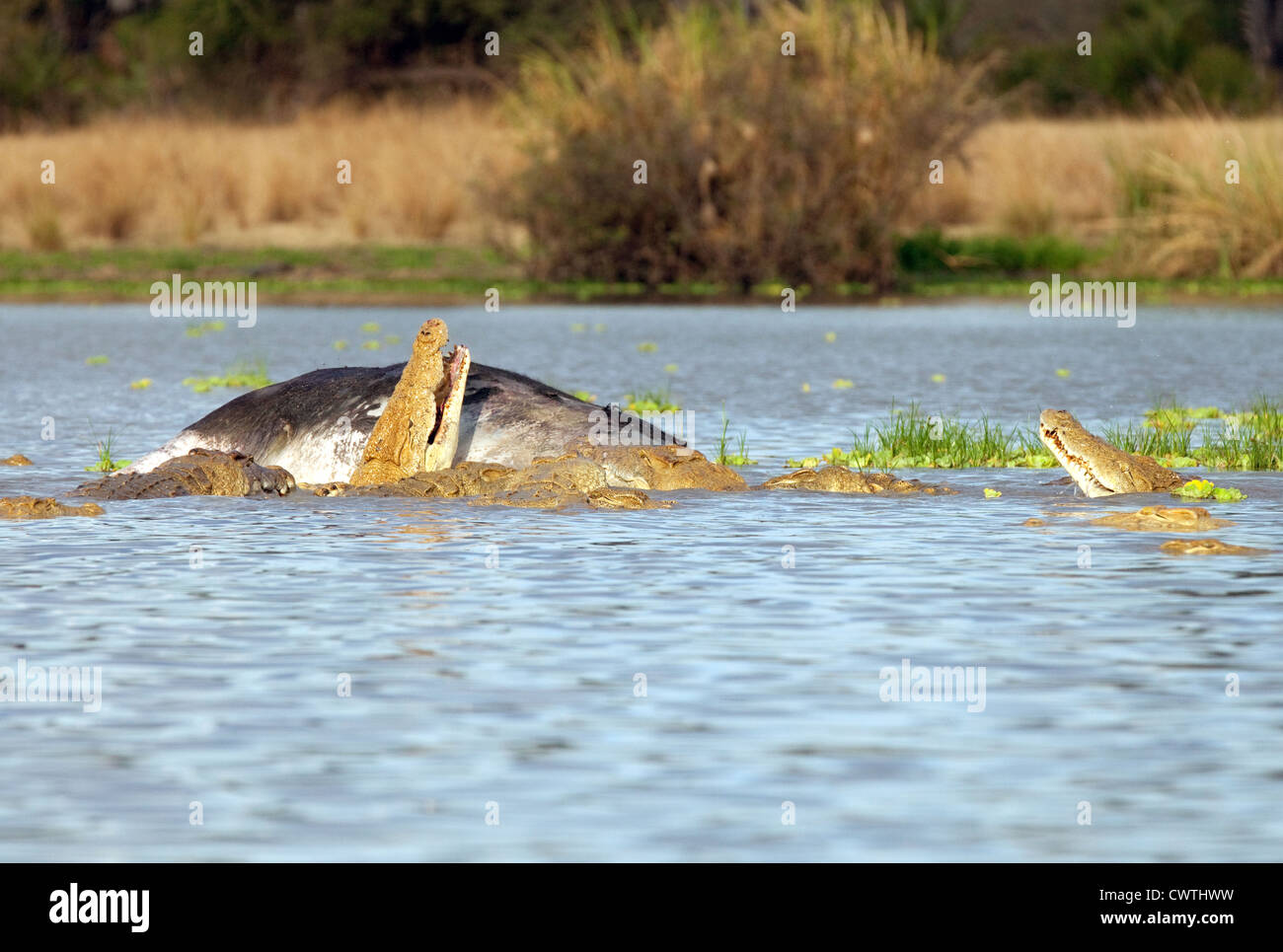 Krokodile Essen eine schwimmende Toten Büffel Karkasse, See Manze, reserve Selous Game Tansania Afrika Stockfoto