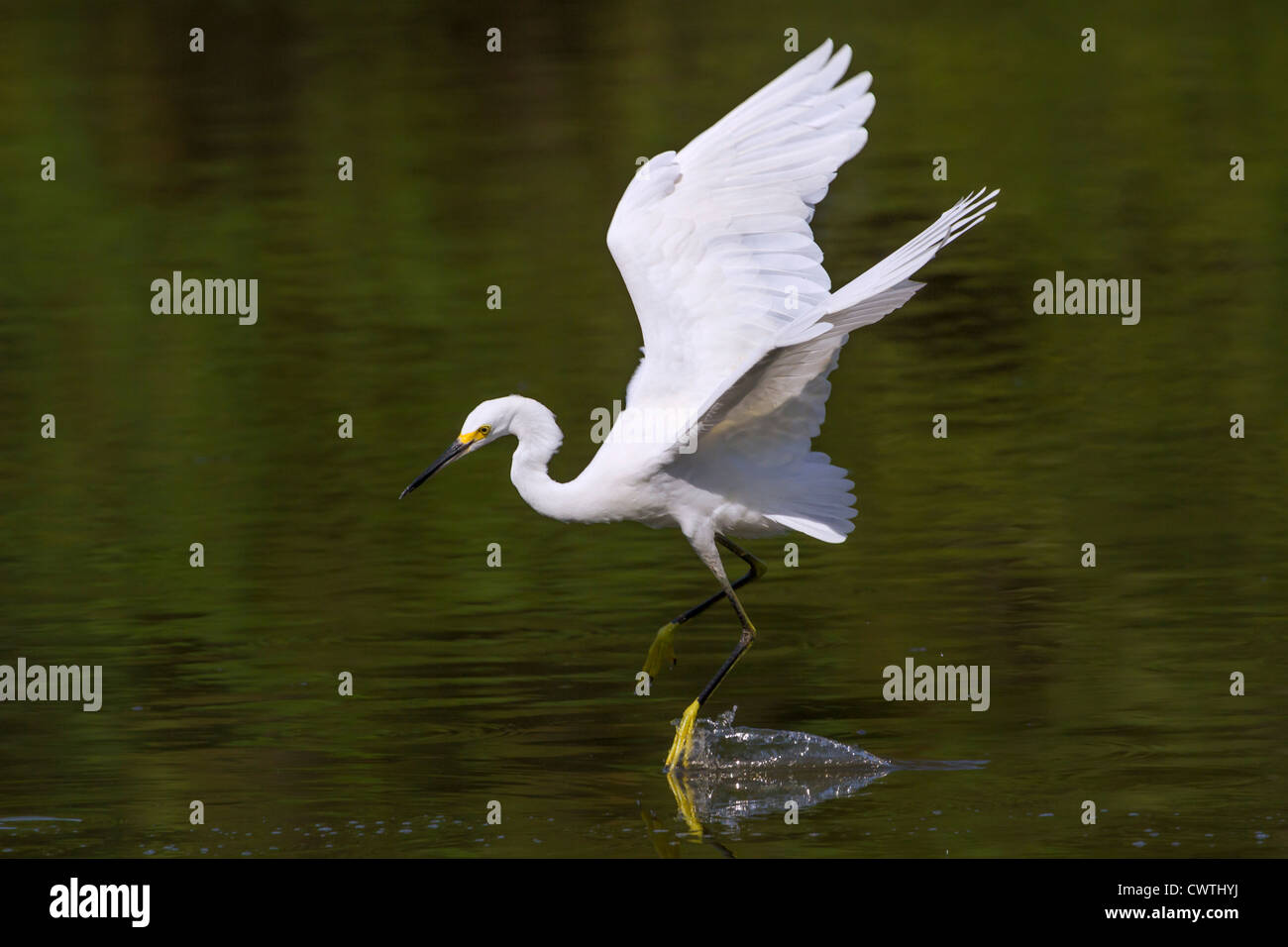 Snowy Silberreiher (Egretta unaufger) tanzen auf dem Wasser (South Carolina, USA). Stockfoto