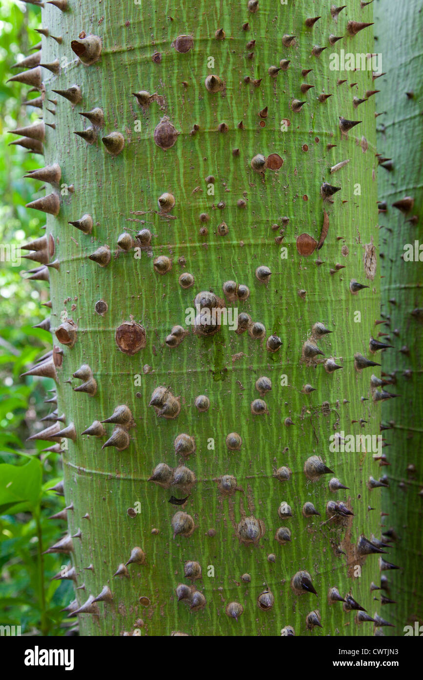 Der Stamm von einem jungen Heiligen Ceiba Baum bedeckt mit Dornen zum Schutz vor Tieren am Eingang nach Tulum, Mexiko Stockfoto