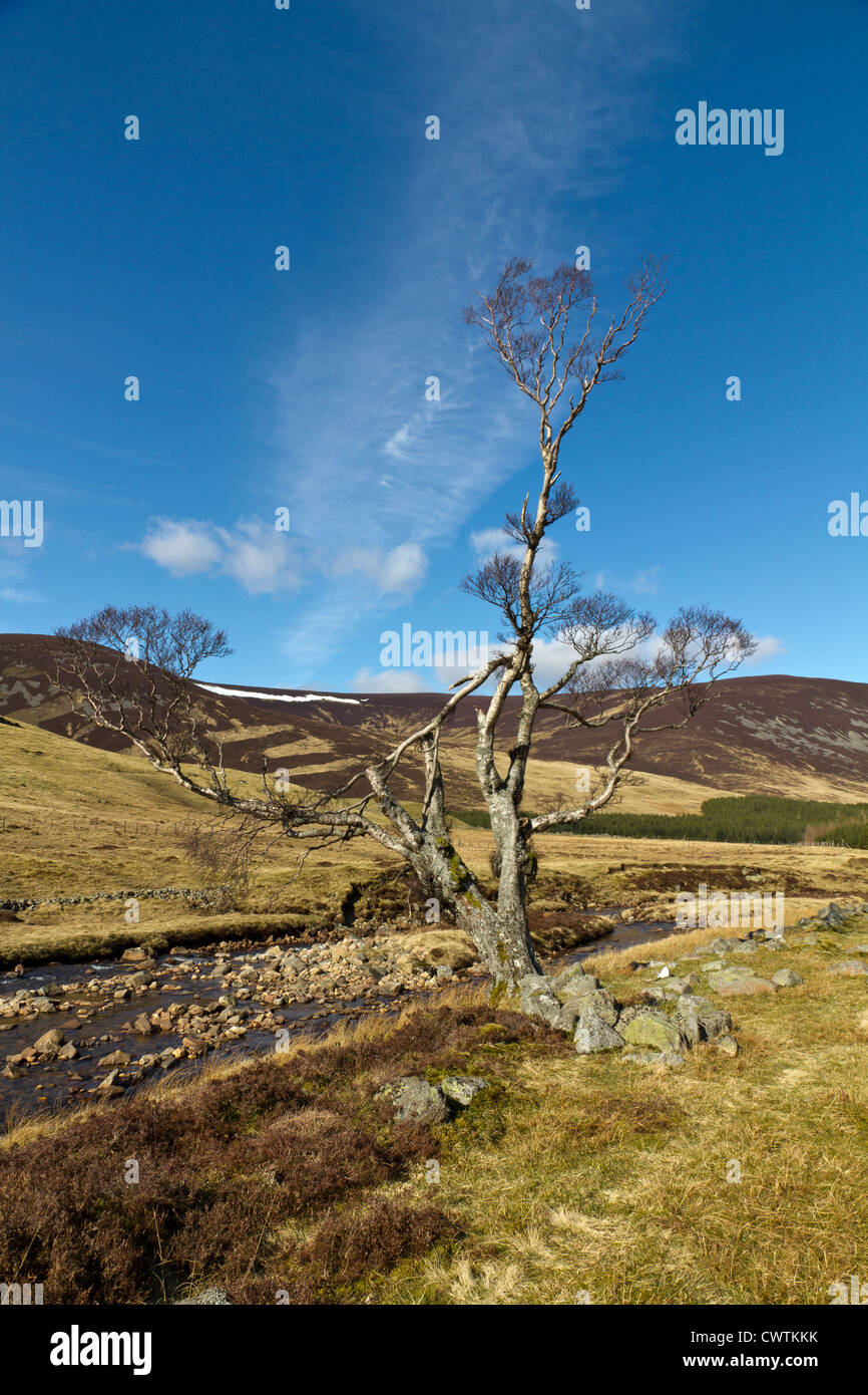 Einsame Deeside Baum im Sommer Stockfoto