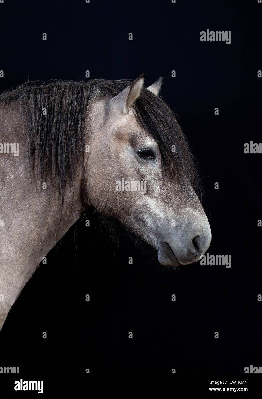schottische Pony auf schwarzem Hintergrund Stockfoto