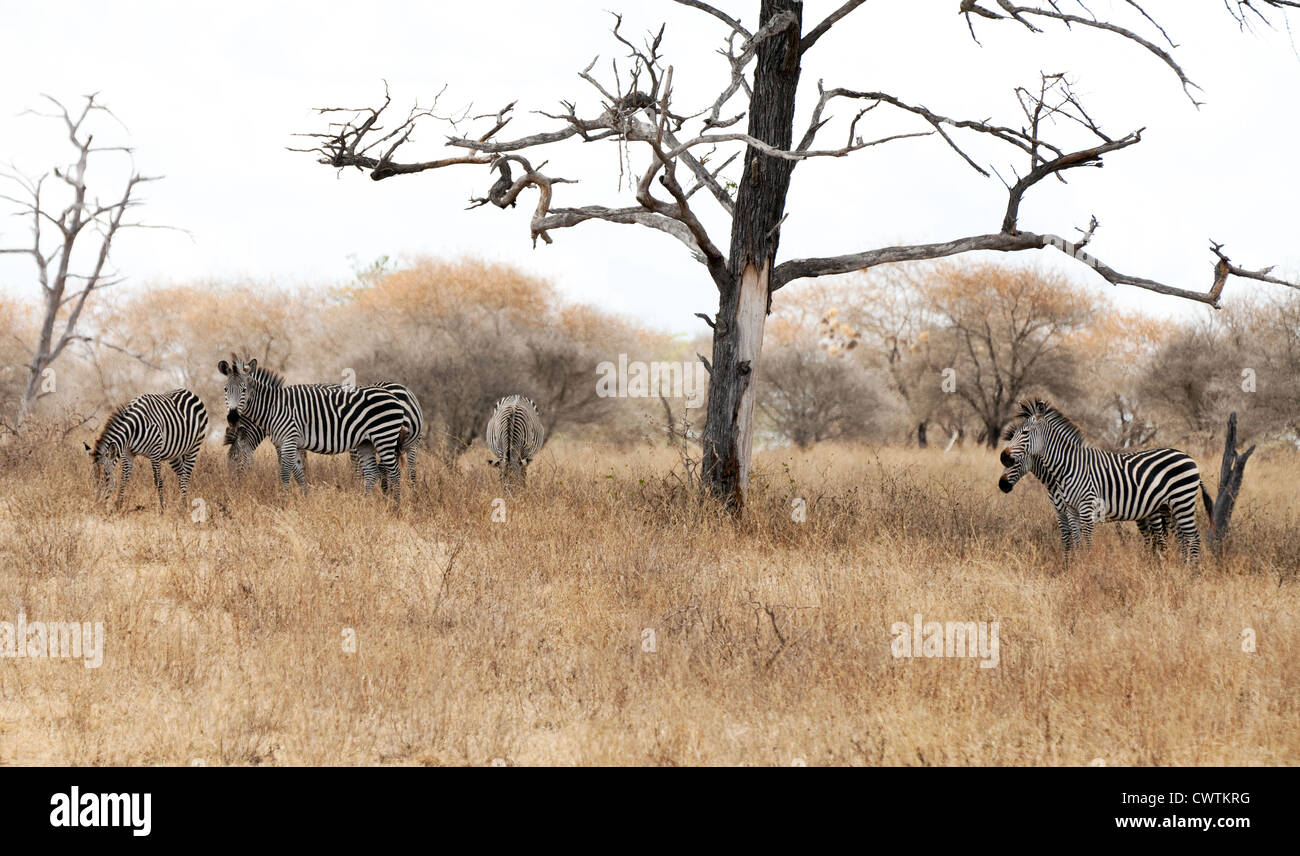 Eine Herde von Mountain Zebra Zebras (Equus Zebra) in das Selous Game Reserve, Tansania Afrika Stockfoto