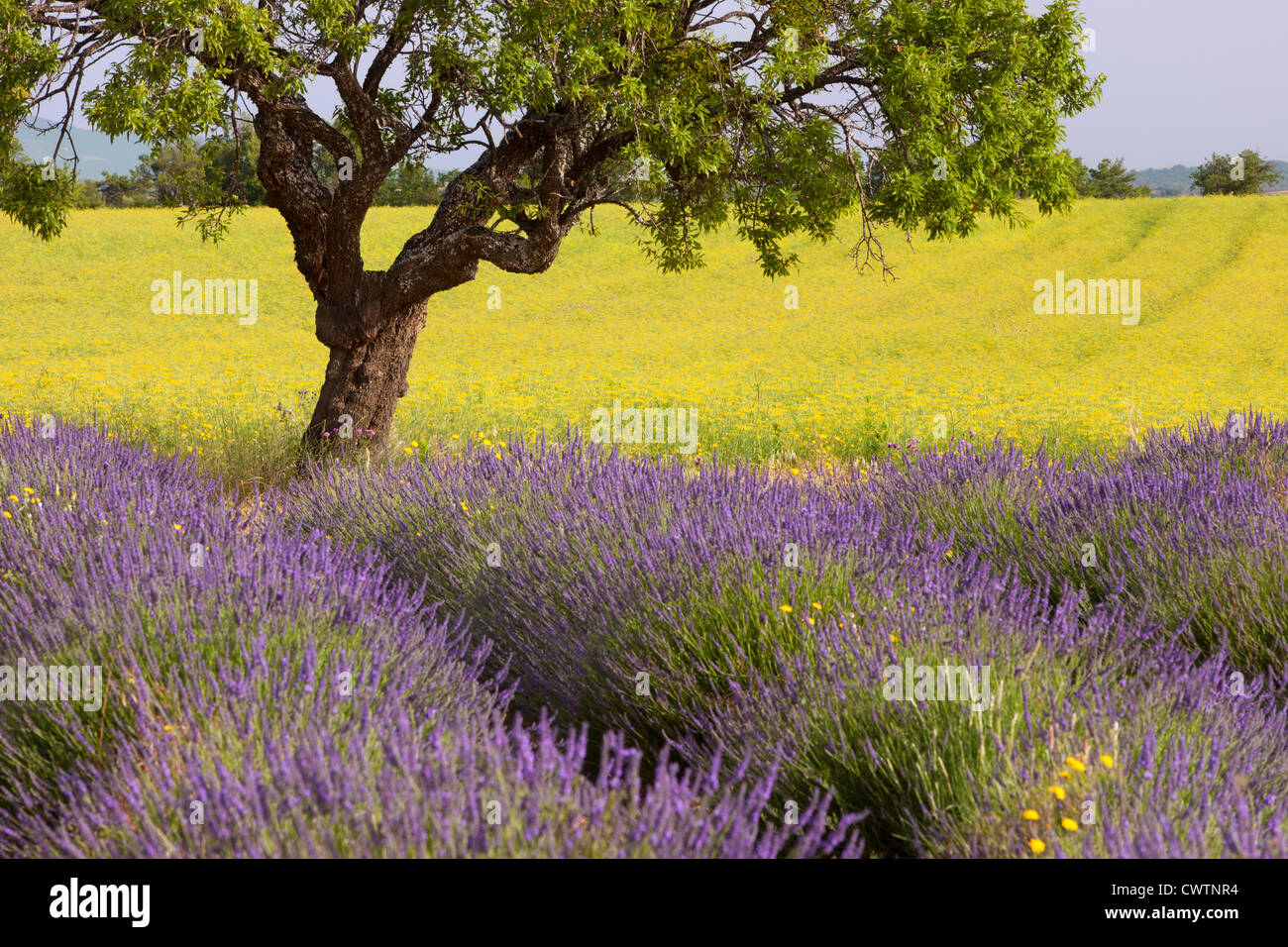 Einsamer Baum in der Mitte der Felder in der Nähe von Valensole, Provence Frankreich Lavendel und Senf Stockfoto