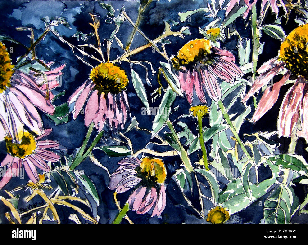 Echinacea-Sonnenhut blühen Aquarellmalerei Stockfoto