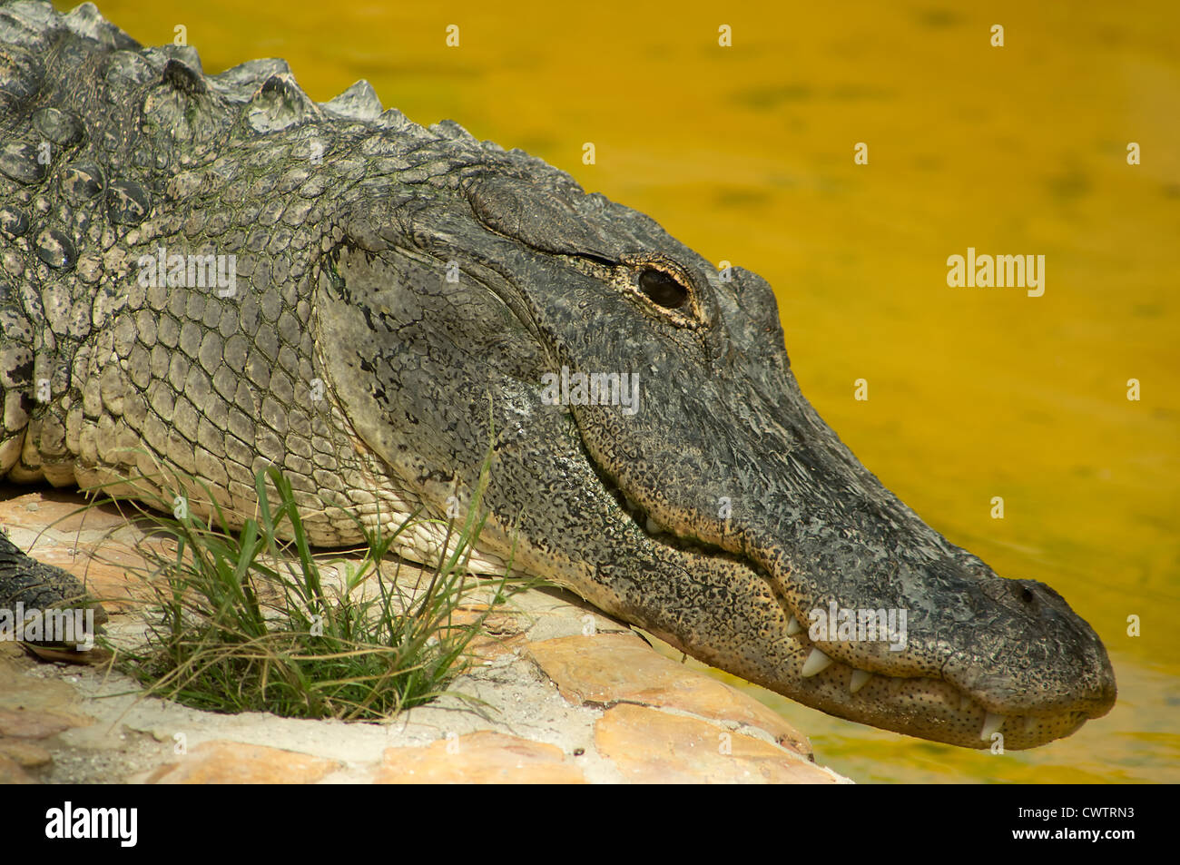Amerikanischer Alligator in Florida Everglades Stockfoto