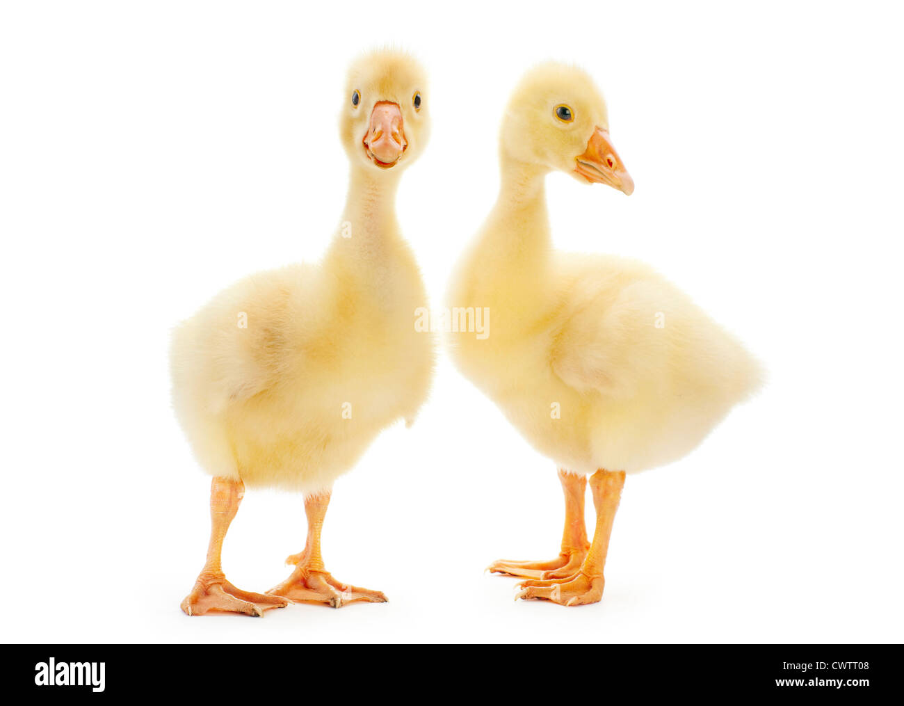 Junge Gans isoliert auf weiss Stockfoto