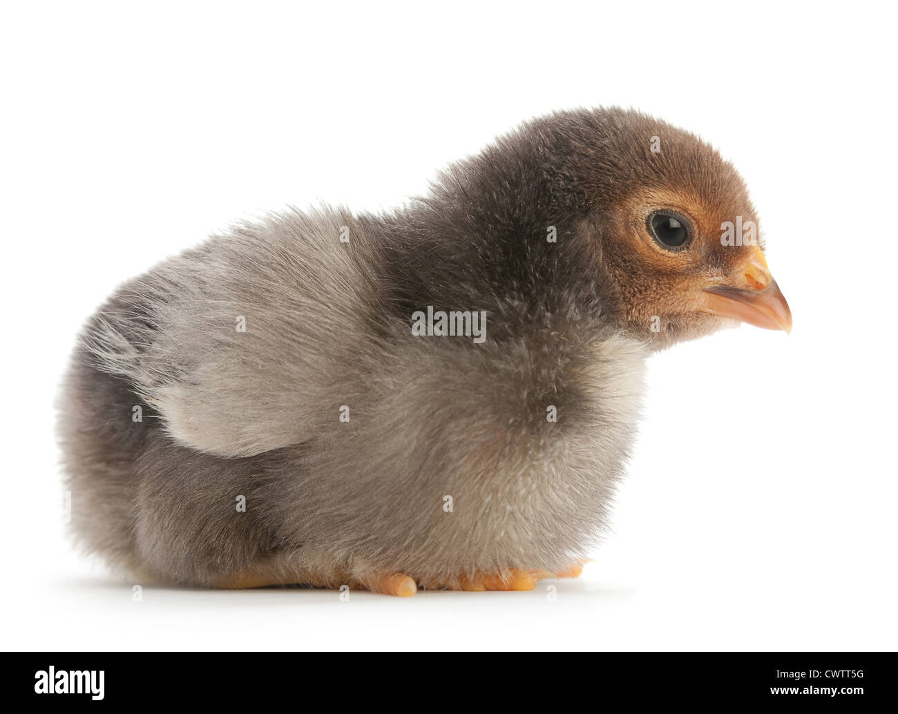 Baby Huhn Closeup isoliert auf weiss Stockfoto