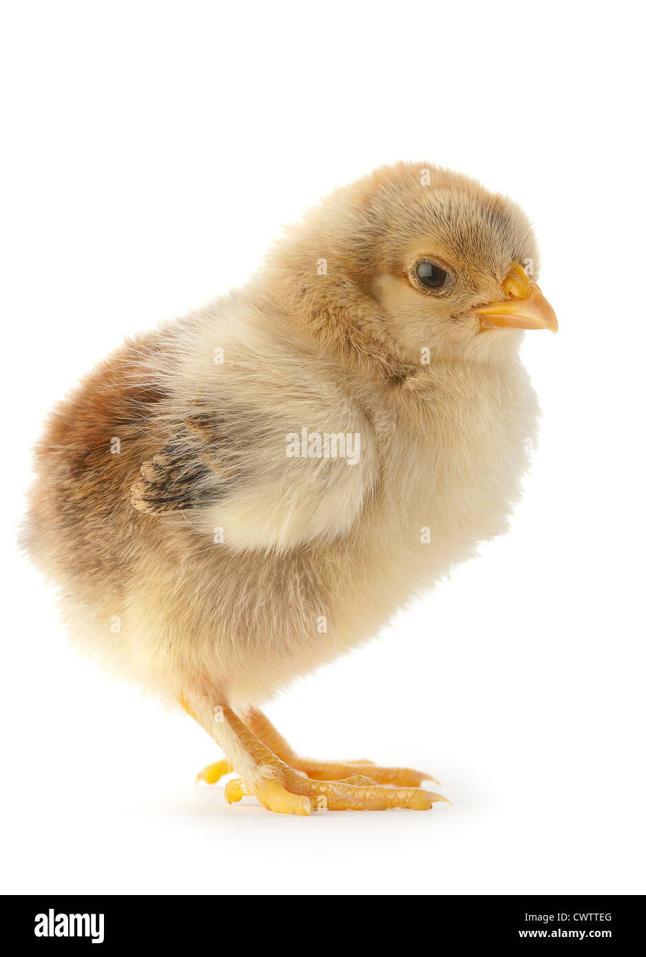 Neugeborenen Huhn isoliert auf weiss Stockfoto