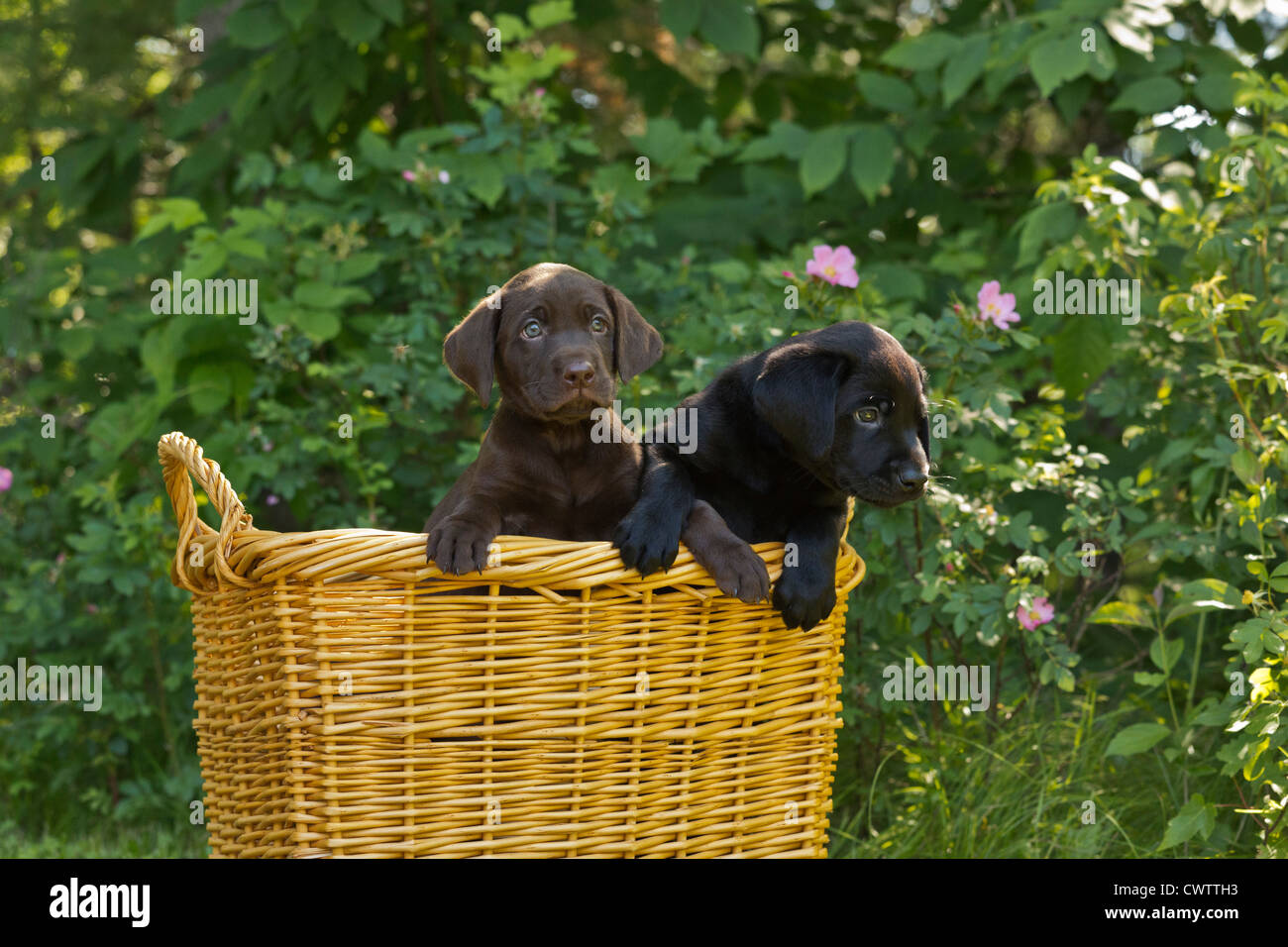 Schwarze Labrador Retriever Welpe und Chocolate Labrador-Welpe Stockfoto