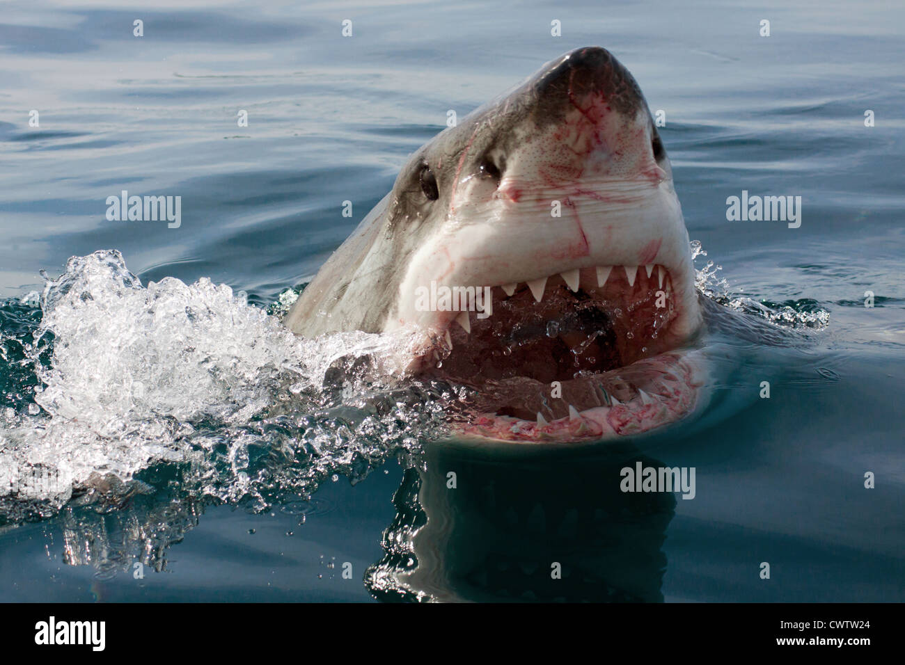 Ein großer weißer Hai zeigt es berüchtigten Kiefer am Shark Alley Stockfoto