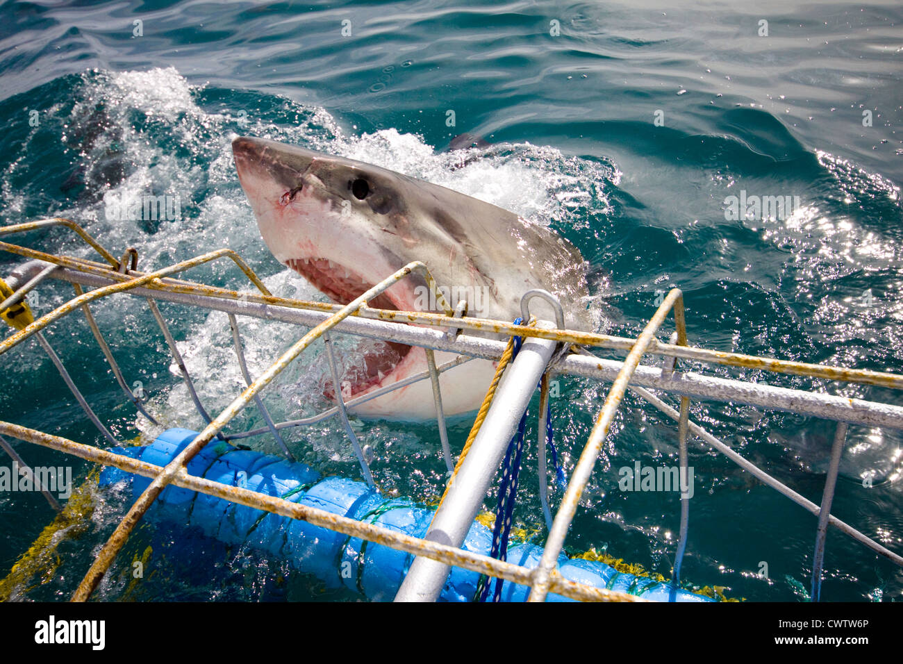 Ein großer weißer Hai zeigt seine Zähne bei Shark Divers in Shark Alley Stockfoto