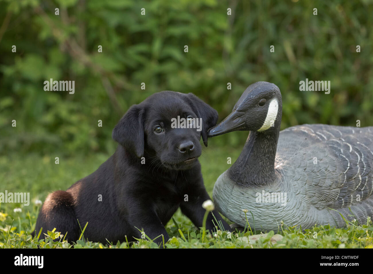 Schwarze Labrador Welpen und Gans Lockvogel Stockfoto