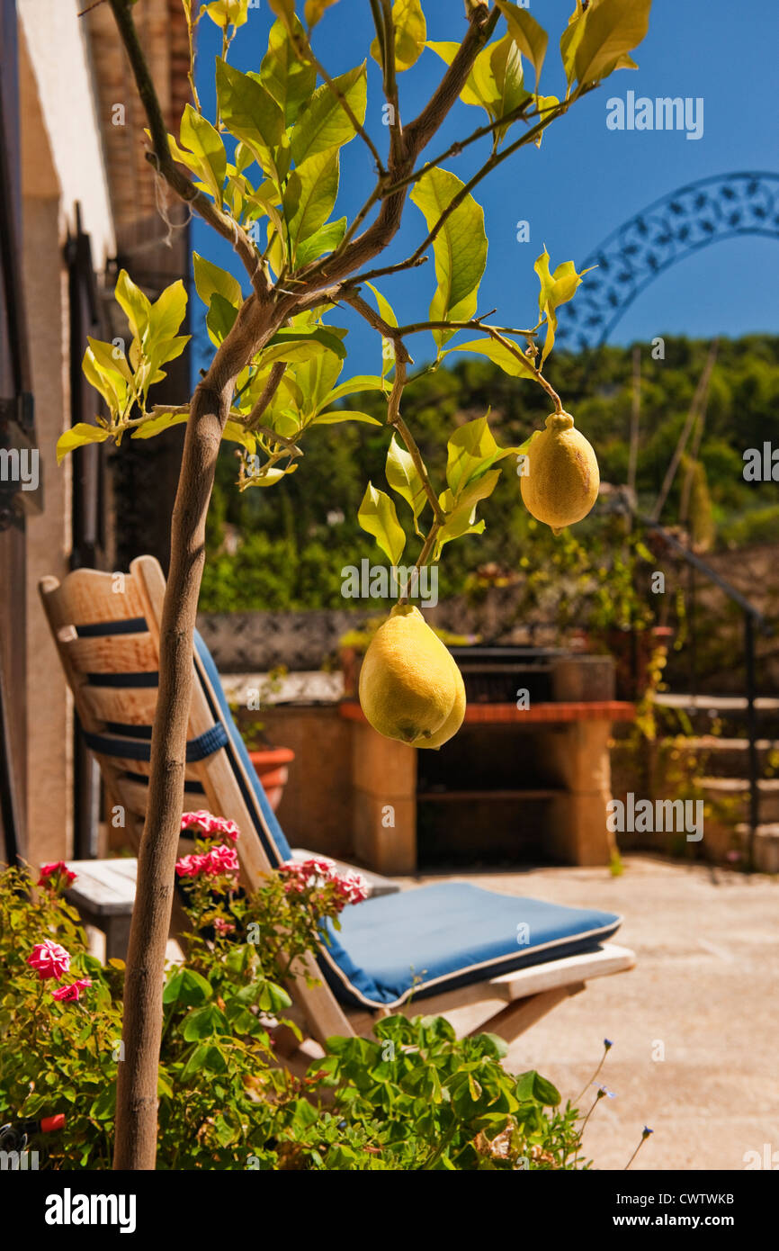 Bild von einem kleinen Zitronenbaum mit Zitronen und ein Stuhl mit einem blauen Kissen auf der Terrasse einer französischen Villa an einem heißen sonnigen Tag Stockfoto