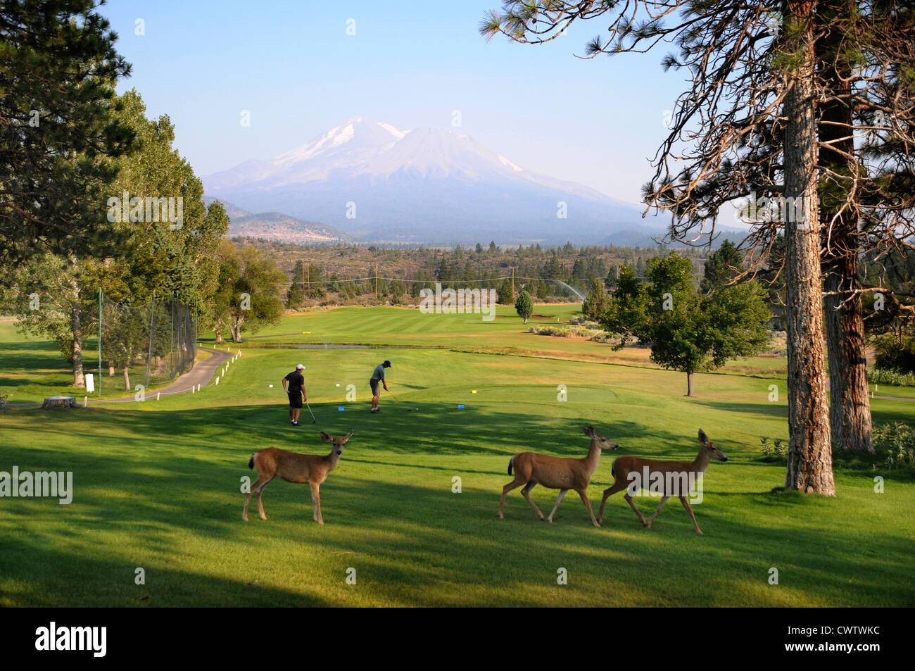 Abschlag auf Fairway Blick auf Mount Shasta Peak bei Lake Firmen Golf Resort in Nord-Kalifornien mit Rehe gehen frei Stockfoto