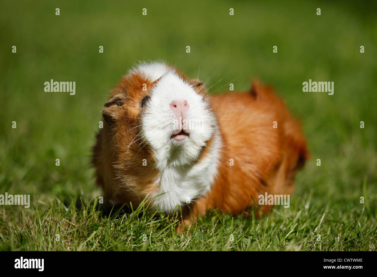 Rosettenmeerschweinchen / Abyssinian Guinea pig Stockfoto