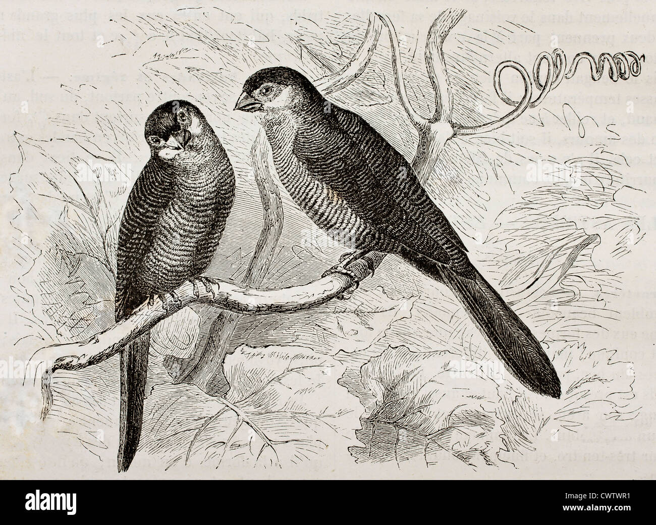 Gemeinsame Waxill Stockfoto