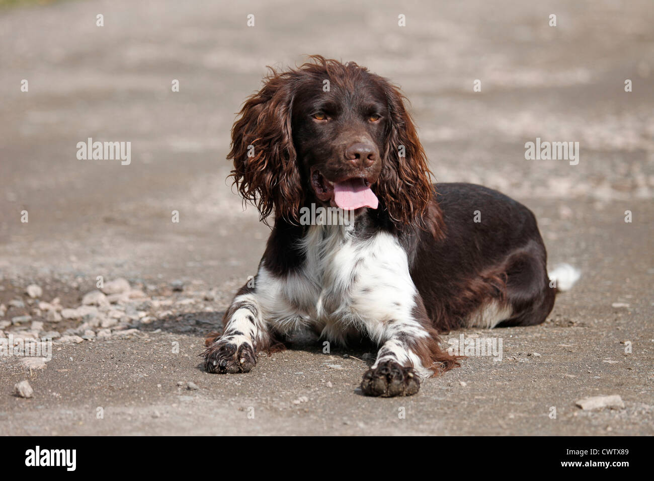 Kleiner Münsterländer / kleines Munsterlander Jagd Hund Stockfoto