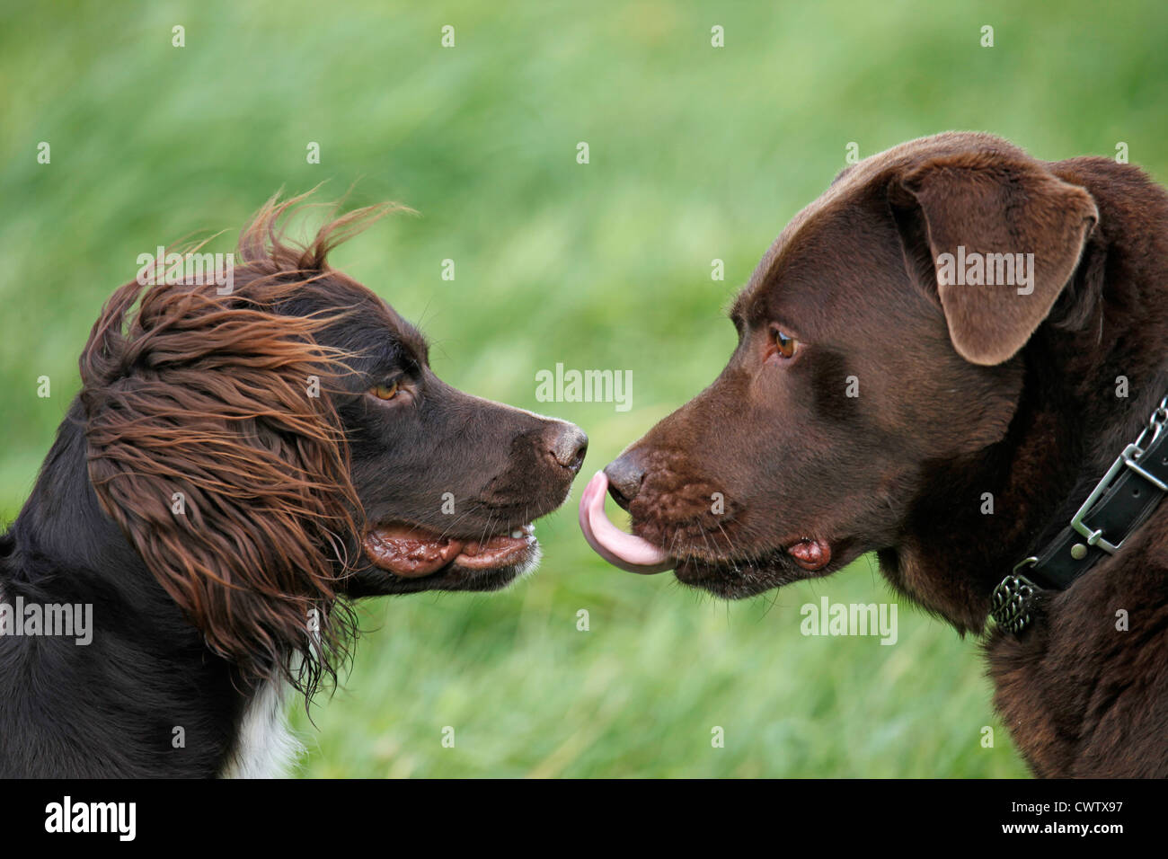 Kleiner Münsterländer / kleines Munsterlander Jagd Hund Stockfoto